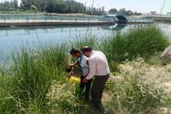 مدیر شبکه بهداشت خدابنده خبر داد: اقدامات پیشگیرانه برای مقابله با پشه آئدس انجام می‌شود